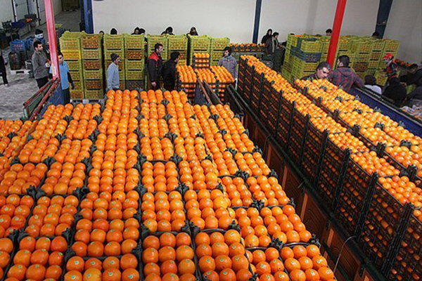 توزیع 600 تن میوه شب عید در خراسان شمالی آغاز شد,